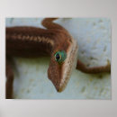 Search for lizard art Photography