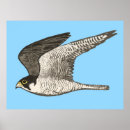 Search for peregrination Nature