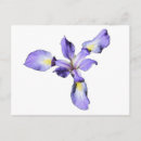 Search for purple iris postcards Violet