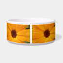 Search for orange daisy photography Pretty
