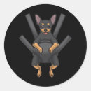 Search for miniature pinscher stickers Zwergpinscher