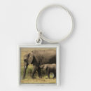 Search for animals in water key rings Selective focus