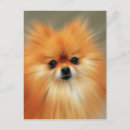 Search for spitz dog postcards Animal
