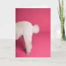 Search for happy birthday poodle white Funny