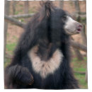 Search for sloth bear Animals