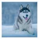 Search for malamute posters Canine