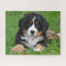 Search for bernese mountain dog puzzles Puppy