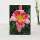 Search for daylily Nature