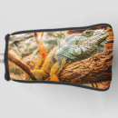 Search for iguanas Reptiles