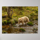 Search for spirit bear posters Cathy