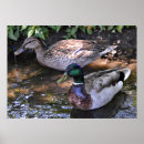 Search for animal mating art Animals