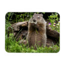 Search for ground squirrel magnets Groundhog