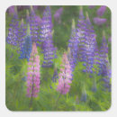 Search for lupine stickers Nobody