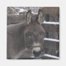 Search for miniature horse magnets Equine