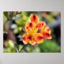 Search for alstroemeria art Floral