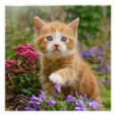 Search for ginger cat posters Kitten