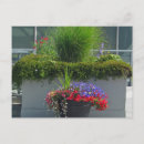 Search for patio postcards Flowers