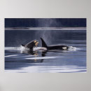 Search for orca killer whale posters Sea