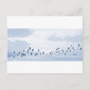 Search for flight postcards Flying
