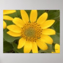 Search for root posters Nature
