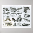 Search for amphibian posters Species