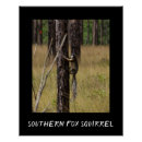 Search for species posters Squirrel
