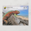 Search for iguanas postcards Ecuador