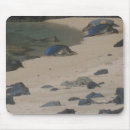 Search for sea mousepads Coast