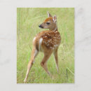 Search for whitetail deer postcards Animal