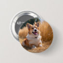 Search for image badges Dog