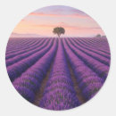 Search for lavender fields stickers Provence