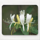 Search for honeysuckle mousepads Flower