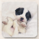 Search for dog sleeping barware Horizontal
