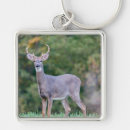 Search for white tail key rings Beautiful
