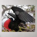 Search for magnificence posters Bird