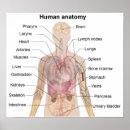 Search for anatomy chart posters Brain
