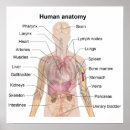 Search for human anatomy posters Heart