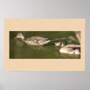 Search for mallard duck painting posters Ducks