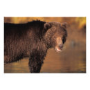 Search for ursus arctos posters Environment