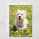 Search for dog thank you cards West highland white terrier