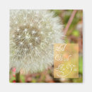 Search for dandelions magnets Nature