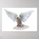 Search for flying dove posters Concept