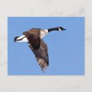 Search for goose postcards Blue
