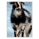 Search for nigerian dwarf goat Caprine