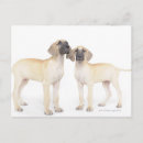 Search for great dane photography Nature