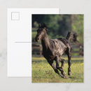 Search for warmbloods Animal