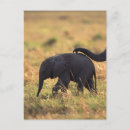 Search for offspring postcards Wildlife