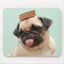 Search for dog training electronics Cute