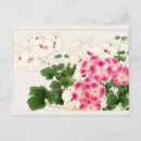Search for pelargonium Plants
