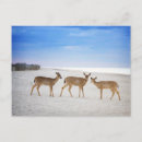 Search for new york lighthouses postcards Fire island national seashore